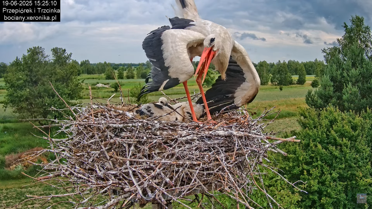 19062025bociany35