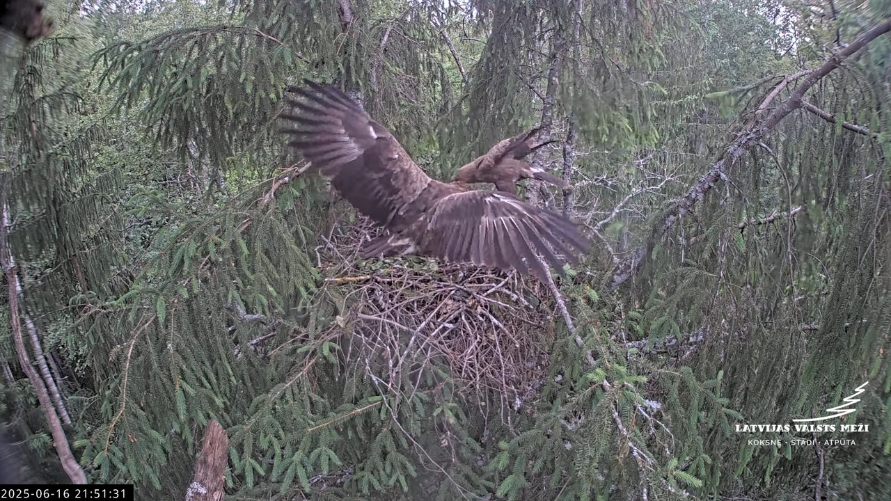 LVM mazais ērglis Lisiņa, egle2 – Lesser Spotted Eagle 13-30-56 screenshot