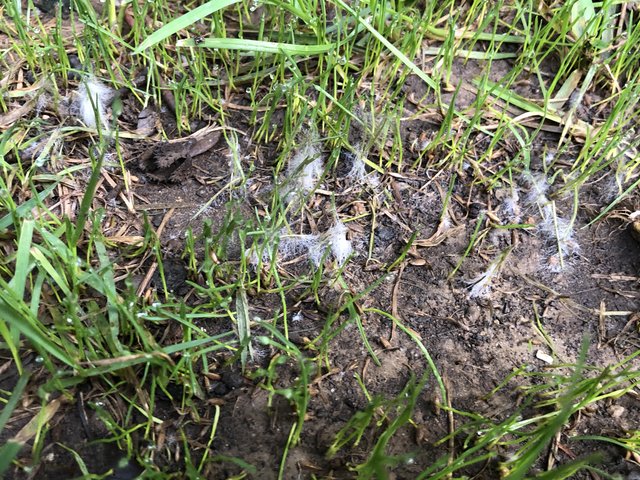Fungus Is Taking The Fun Out Of Lawn Care The Lawn Forum