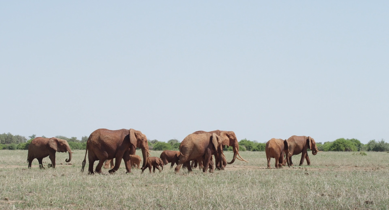 La.Madre.Degli.Elefanti.2019.ITA.ENG.1080p.ATVP.WEB-DLMux.DD5.1.