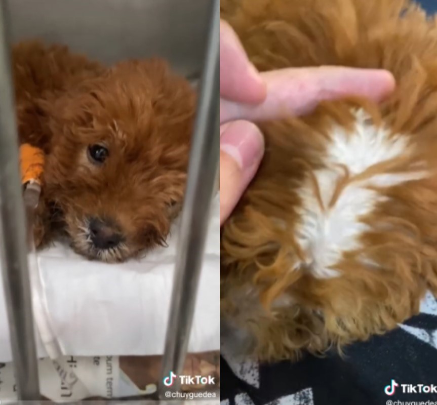 Exponen venta de perros pintados, lo hacen para venderlos más caros