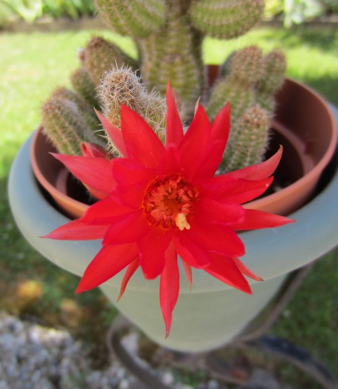Petites floraisons du moment... Cactus-Cyrielle005