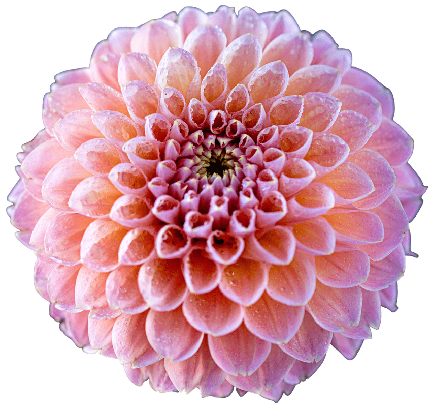 Pink Flower 1