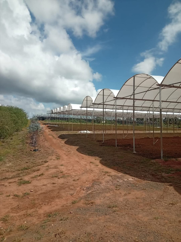 Estufa Agrícola em São Paulo