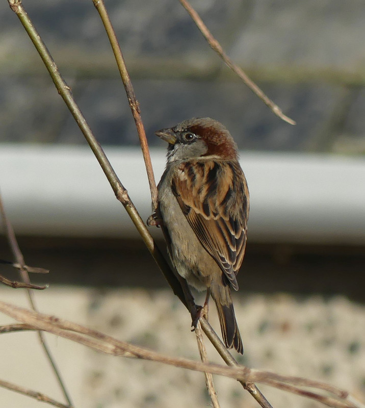 SPARROW 3