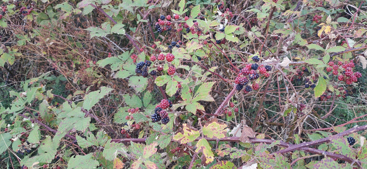 IMG20240901125512.jpg