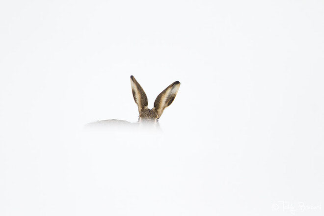 https://i.postimg.cc/C1QGYNmW/teddy-bracard-photographe-animalier3.jpg