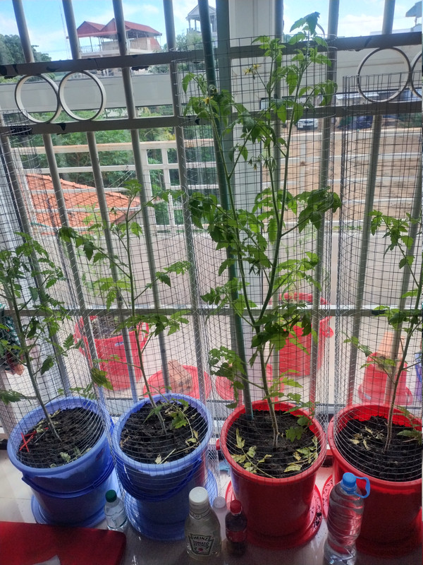 Tomatoes 261014