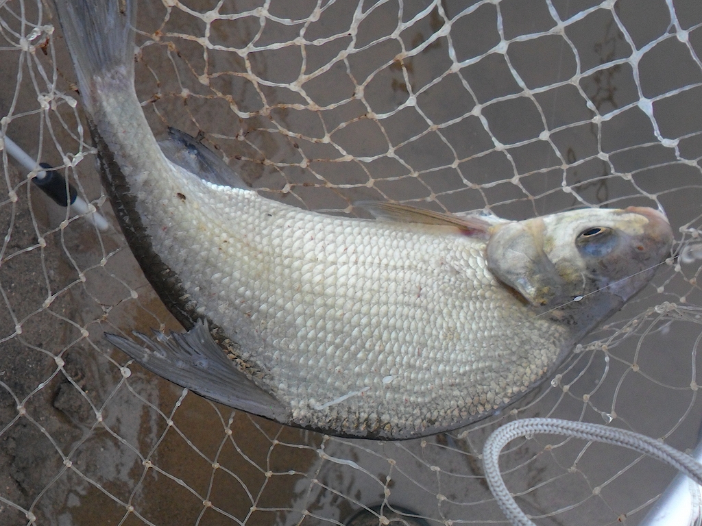 Добрянка 3.04.13. 5