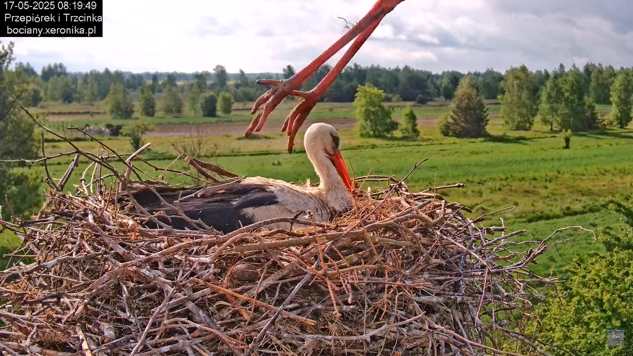 17052025bociany12