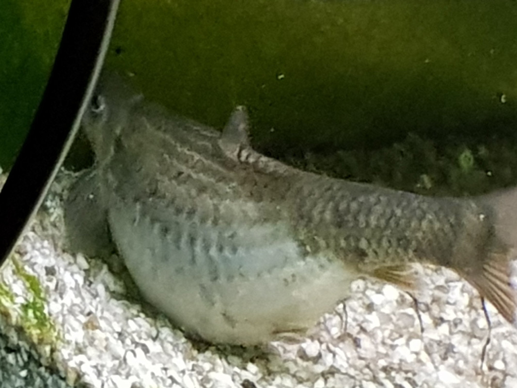 15490600762871442943822808673260