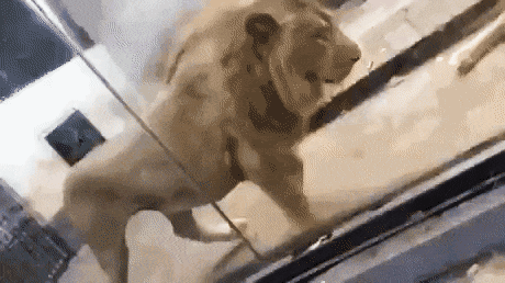 23.gif