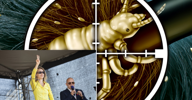 Politinė entomologija: gNida