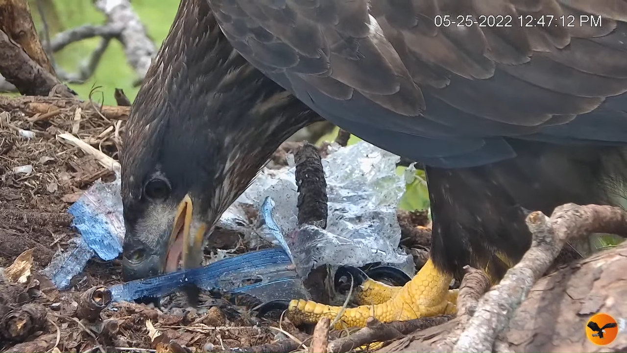 EC Nest Cam 12-16-52 screenshot (1)