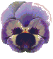 a gif that cycles through several photos of pansy flowers
