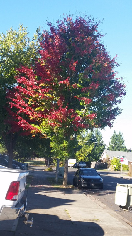 [Image: 20181011-101512.jpg]