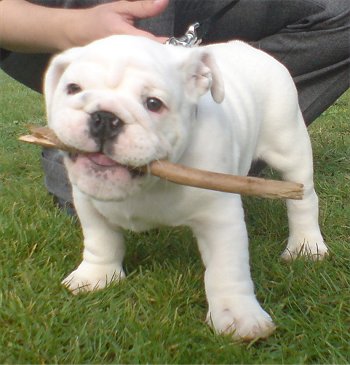 EnglishBulldogGizmo9Months