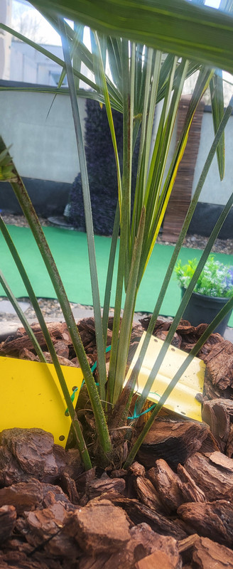 17433400764725688439518240515949