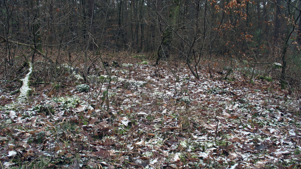 IMG 8665 — Postimages