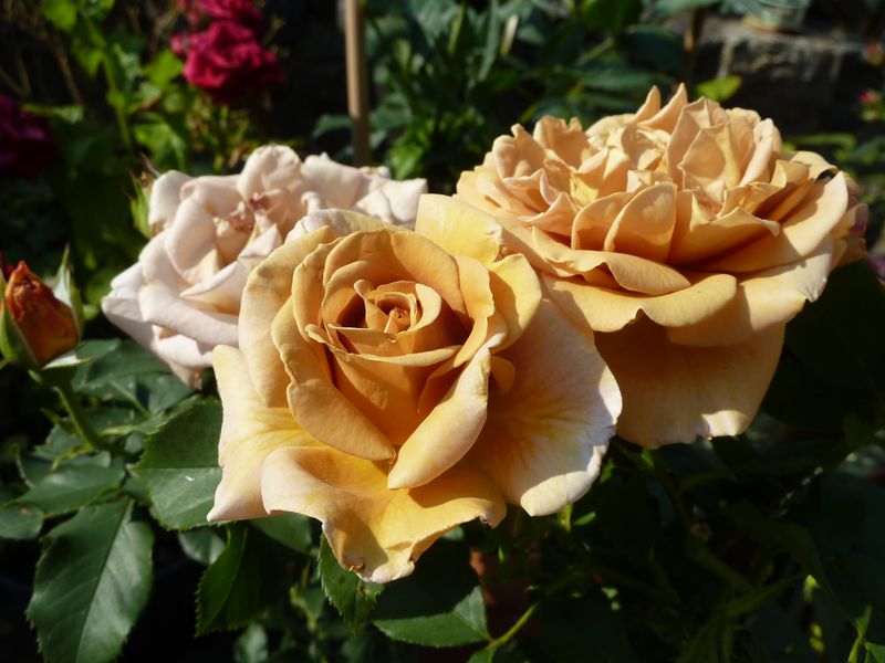 2013-07-08 Honey Dijon2