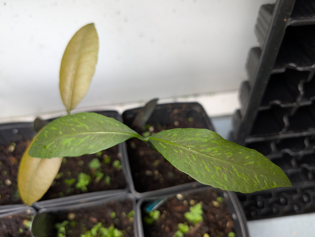 PXL_20250927_132447600