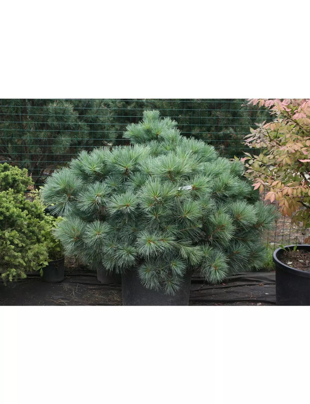 сосна макопин