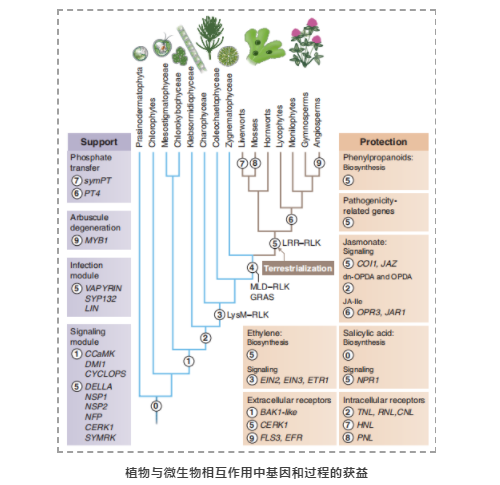 Science综述:与共生微生物和病原微生物相互作用驱动植物进化-2.png
