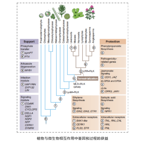 Science综述：与共生微生物和病原微生物相互作用驱动植物进化-2.png