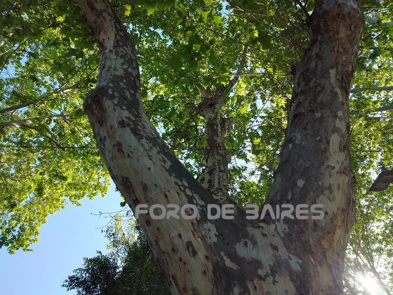 fotoarbolplatano2