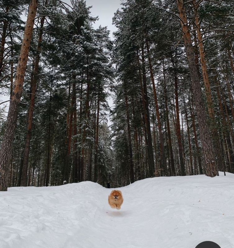 Screenshot_20231125_224820_Pinterest