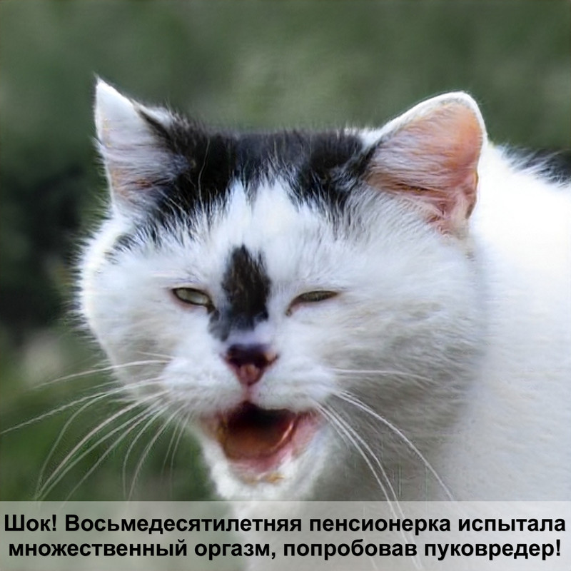 кошки белого окраса