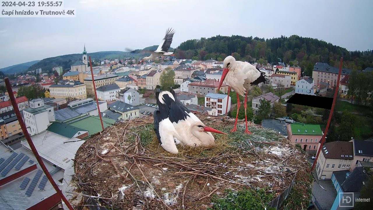 Tiešraidē no stārķa ligzdas uz alus darītavas skursteņa Trutnovā 17-0-23 screenshot