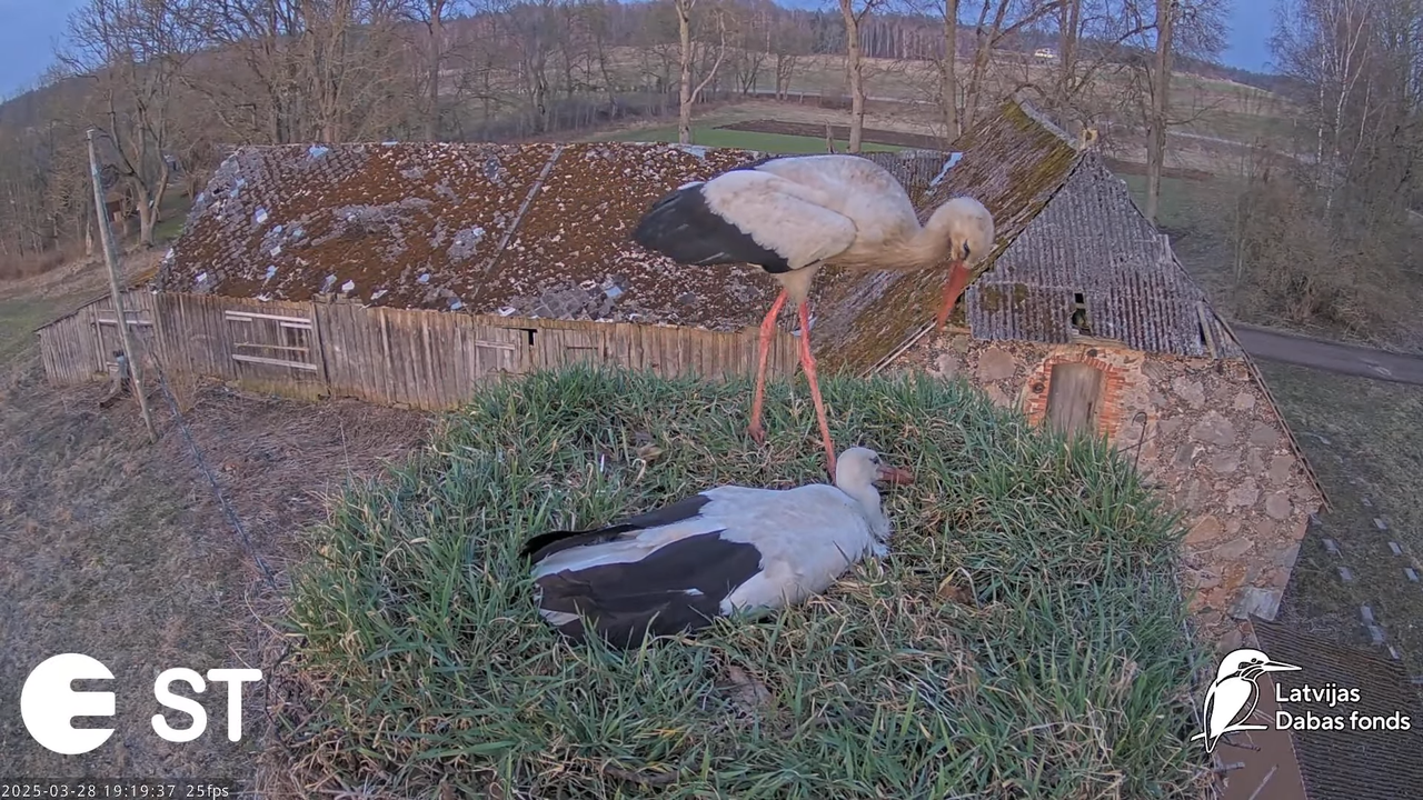 (16) Baltie stārķi (Ciconia ciconia) Tukuma novadā __ White storks in Tukums, Latvia - YouTube - 868