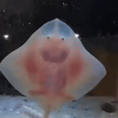 GIFs-4
