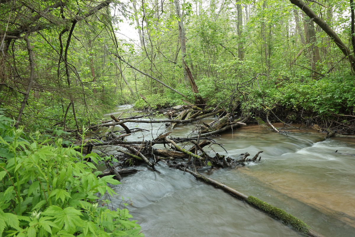 IMG_5601 (2592 x 1728)