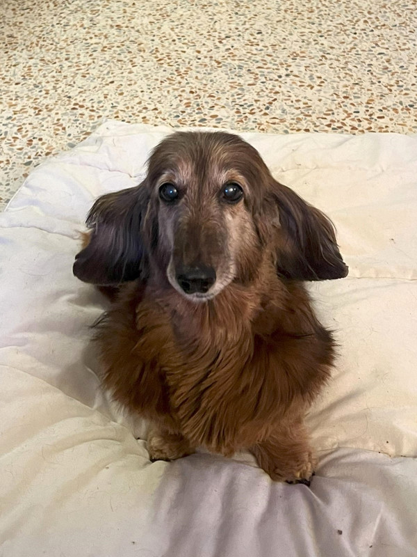 [Image: Hannibal-Odiel-2024-2.jpg]