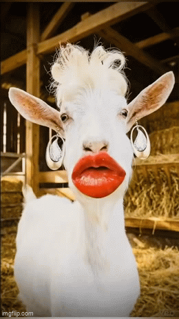 IMG-1146.gif