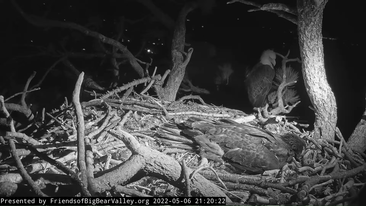 Big Bear Bald Eagle Live Nest Cam 13-0-2 screenshot (1)