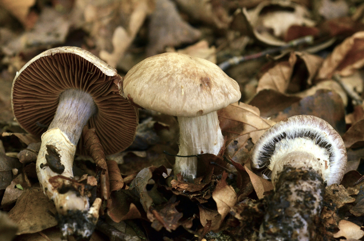 Cortinarius torvus (2)
