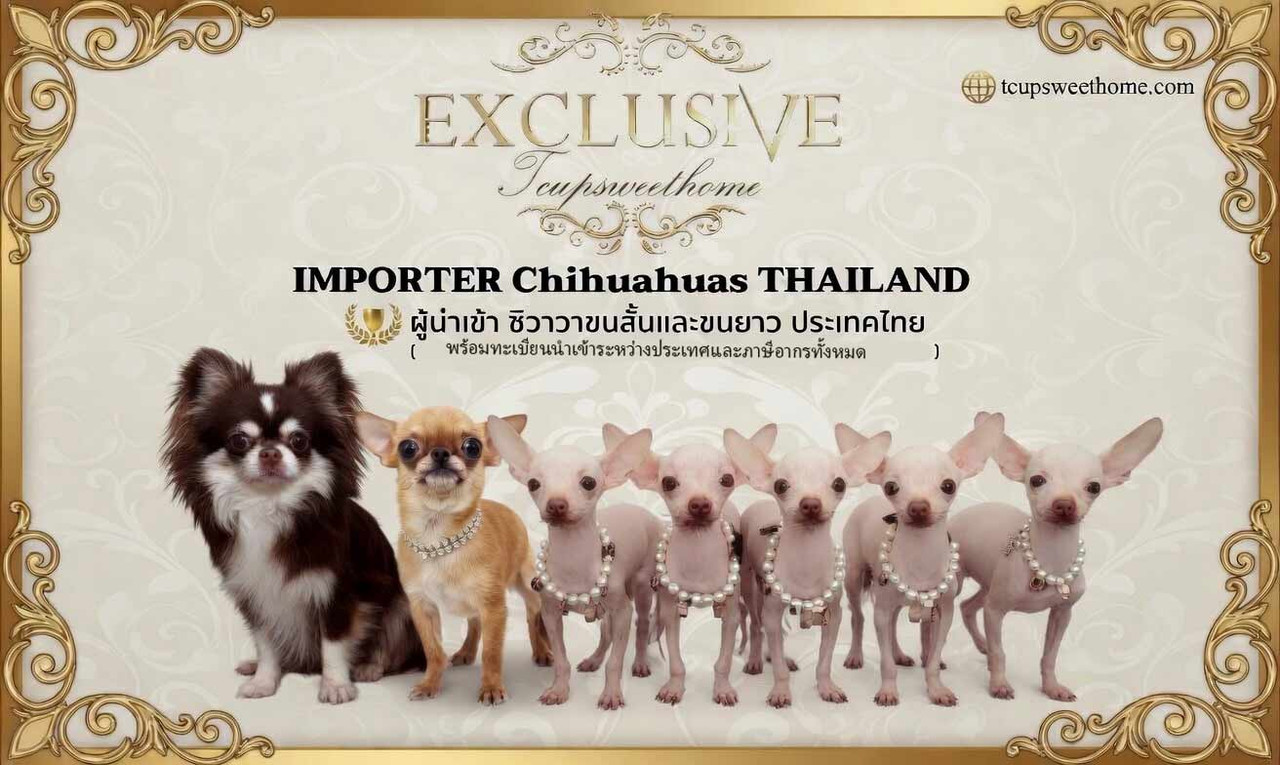 Tcup Sweet Home Premium Chihuahua