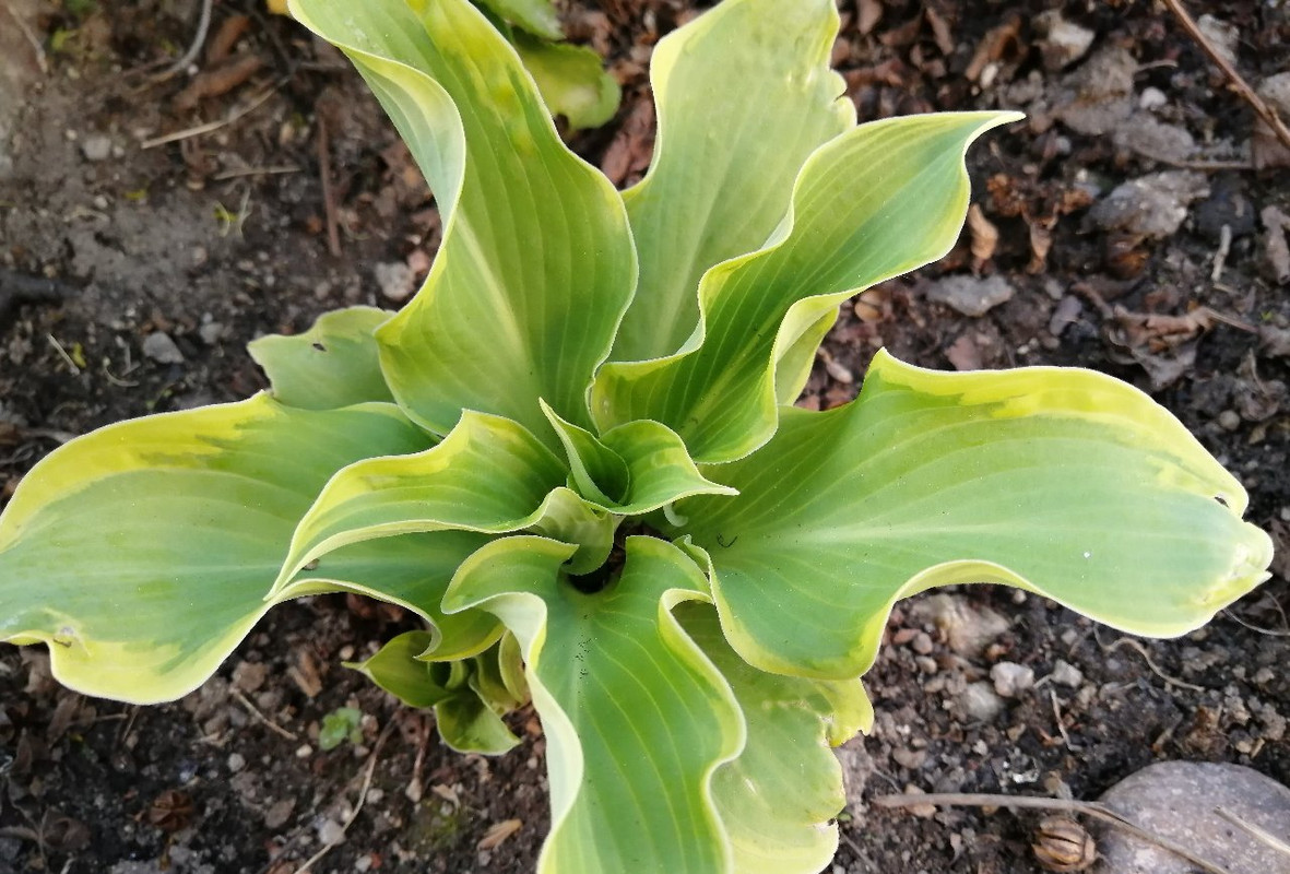 Хоста /Hosta /Функия - Page 130 - Форум HobbyKafe.com