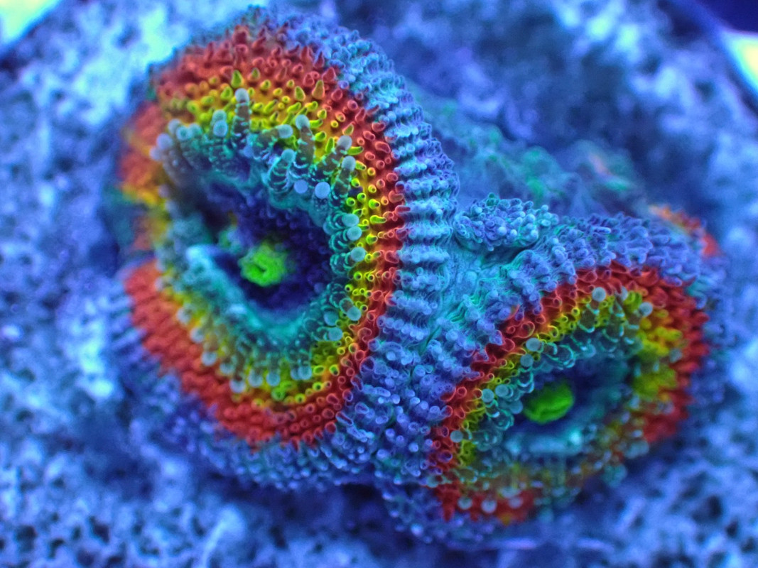 BROAQUA 布魯水族 珊瑚水族零售_照片_20240320_23