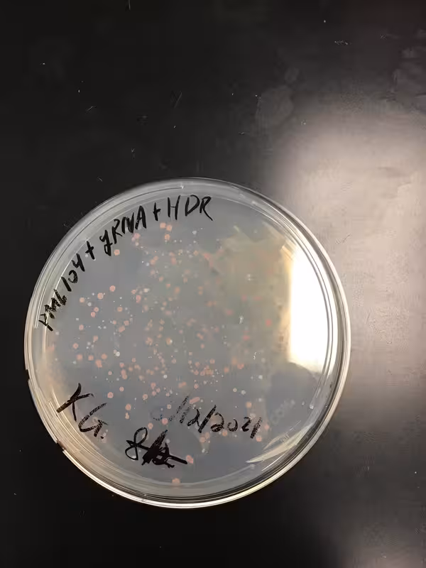 CRISPR-Cas9 & S cerevisiae  (Image 2) (2021)