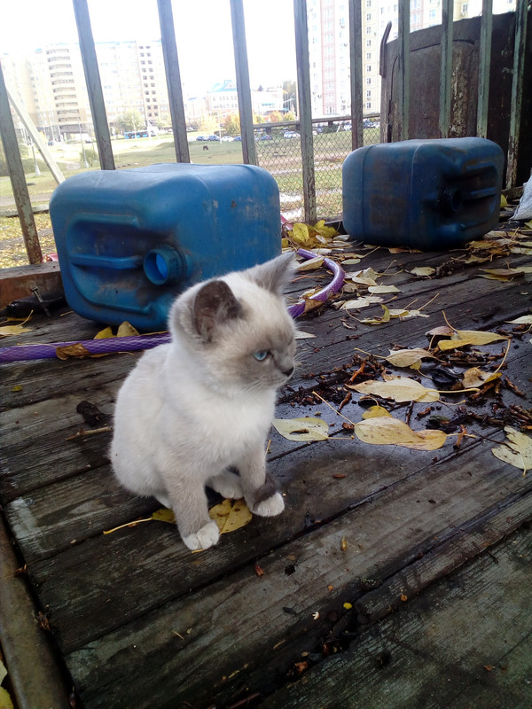 IMG_20181008_122101_1CS