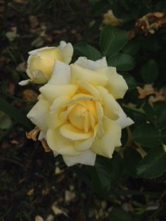 Nadia Meillandecor 12