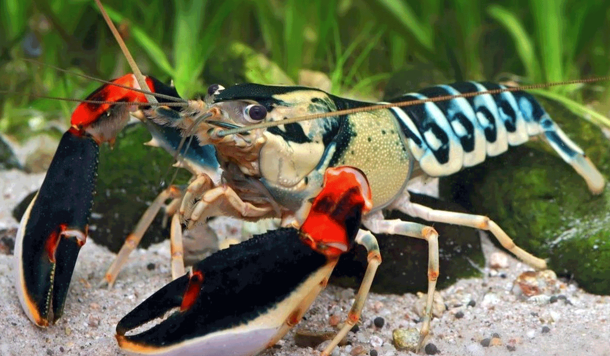 Peneliti UGM Temukan 7 Spesies Lobster Air Tawar Baru di Papua Barat