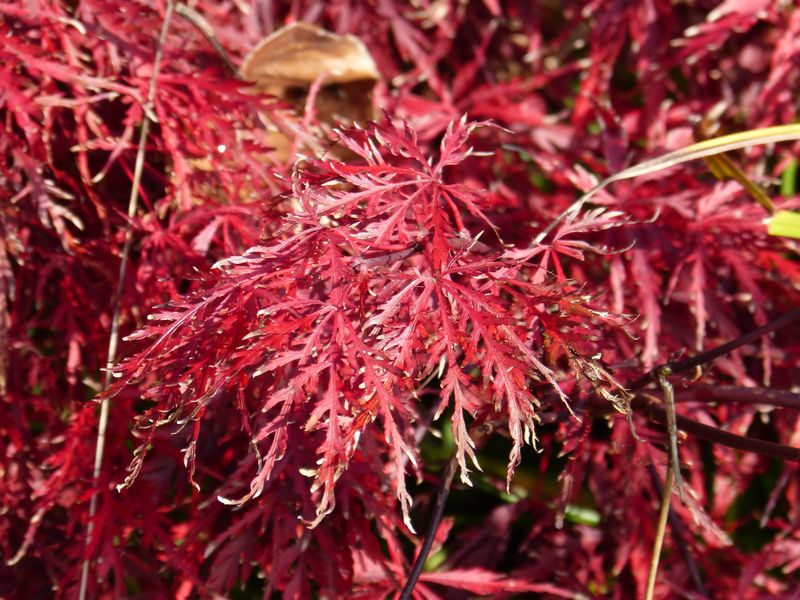 2014-11-02 Herbstärber 2 - Acer dissectum Garnet