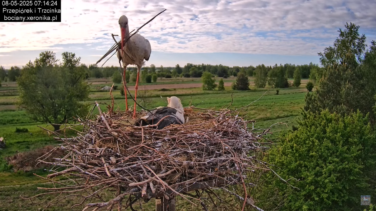 08052025bociany8