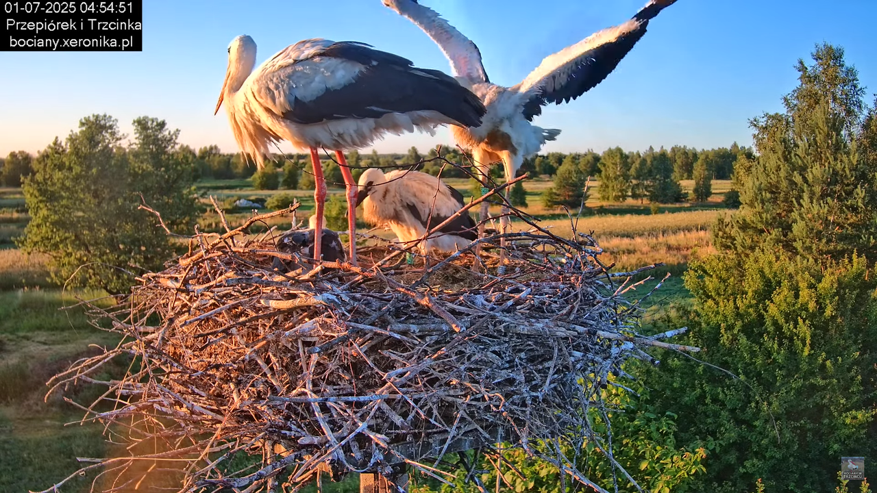 01072025bociany5