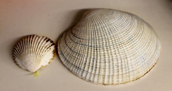 Auguste Liepa Kamasinaitee 12m (600 x 318)